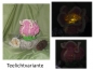 XXL Blume