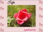Blume für Frühjahr und Sommer