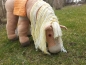 hund